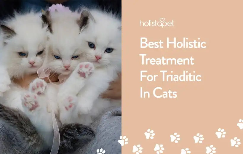 Triaditis In Cats | Symptoms, Causes & Treatment