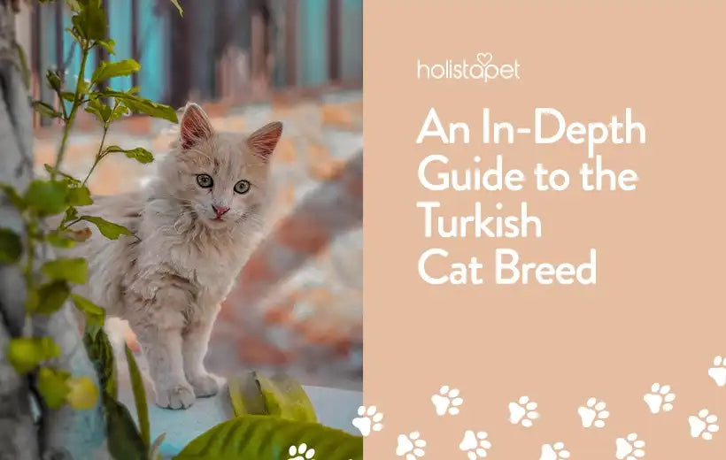 Turkish Van Cat Breed: The Feisty Feline That Loves To Swim!