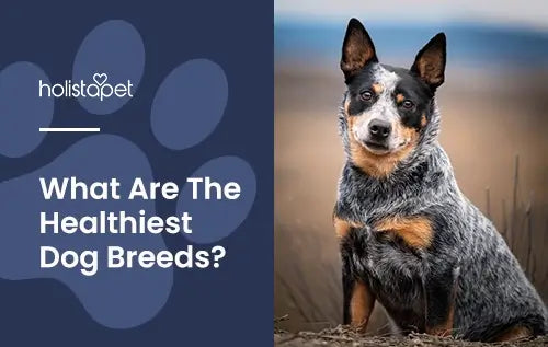 What are the Healthiest Dog Breeds