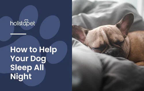 How to help your dog sleep better at night
