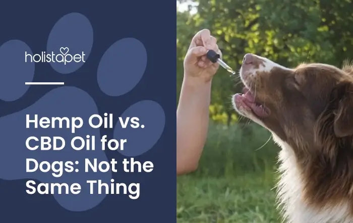 Hemp oil vs CBD oil for dogs featured blog image by Holistapet. Shows an Australian Shepherd receiving CBD oil from a handheld dropper. 