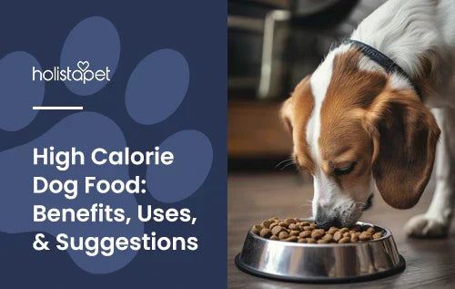 High Calorie Dog Food: Benefits, Uses, & Suggestions