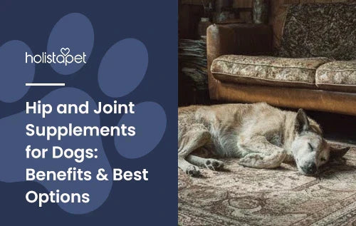 An older looking dog laying down in a living room.