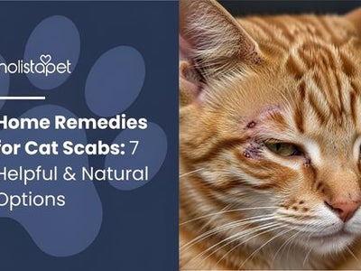 Home Remedies for Cat Scabs: 7 Helpful & Natural Options