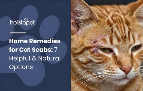home remedies for cat scabs (featured blog image by Holistapet) shows an orange cat with scabs around its eye