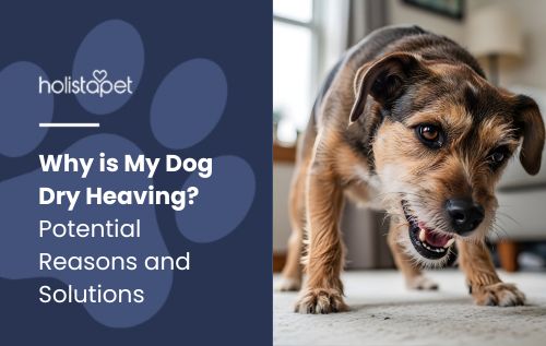 Medium-sized brown and black dog growling with teeth bared and ears perked forward