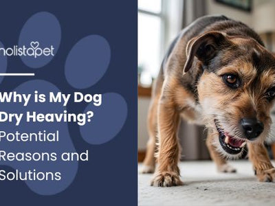 Why is My Dog Dry Heaving? Potential Reasons and Solutions