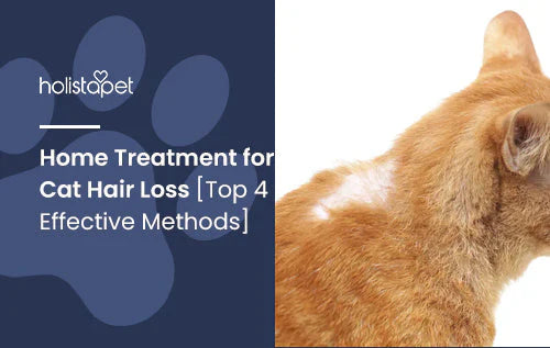 Informational blog about cat hair loss