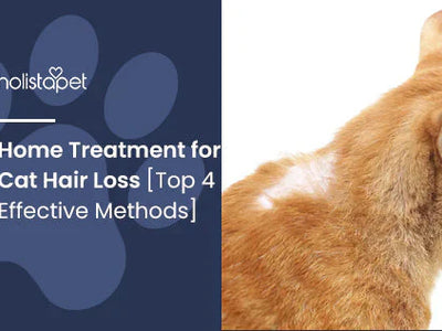 Home Treatment for Cat Hair Loss [Top 4 Effective Methods]