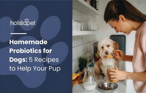 A person is preparing food for a small dog in a kitchen. The dog is sitting on the counter and looking at the person. There are bowls and utensils on the counter, suggesting the preparation of homemade probiotics for dogs.