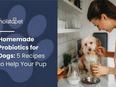 Homemade Probiotics for Dogs: 5 Recipes to Help Your Pup