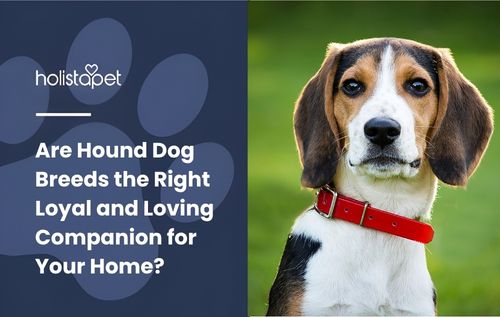 Are Hound Dog Breeds the Right Loyal and Loving Companion for Your Home?