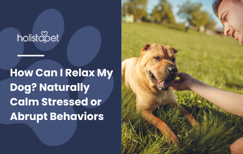 How Can I Relax My Dog? Feature image by Holistapet. A person gently pets a calm dog sitting on grass in a sunny park setting.