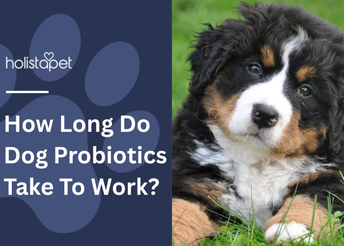 Dog Probiotics Take To Work featured blog image by Holistapet. Shows a young St. Bernard dog looking into the camera and tilting its head to the side while laying on grass. 
