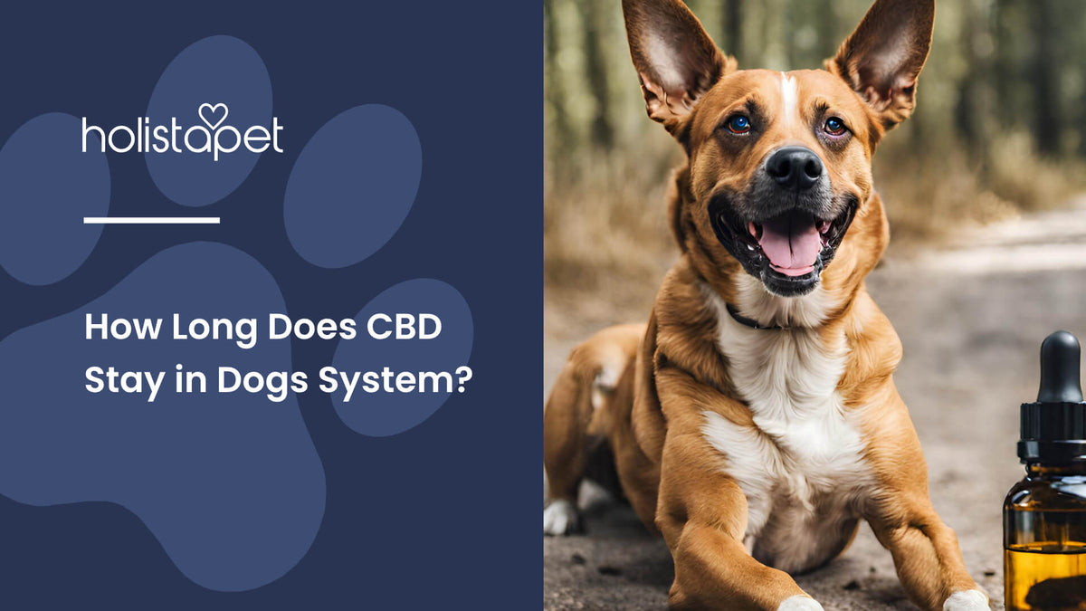How Long Does CBD Stay in Dogs System (featured blog image by Holistapet) shows a brown dog laying beside a CBD oil bottle outdoors