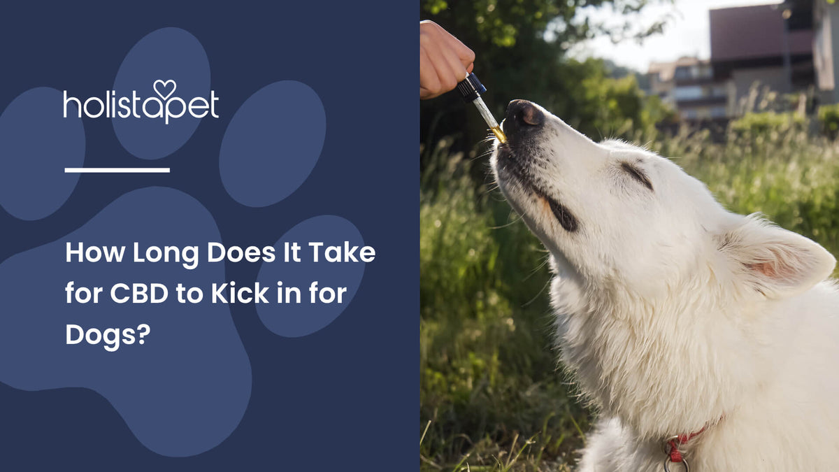 How Long Does It Take for CBD to Kick in for Dogs (featured blog image by Holistapet) shows a white dog getting CBD oil from a dropper