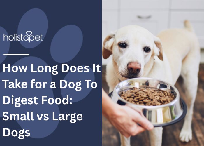 How Long Does It Take for a Dog To Digest Food Featured blog Image by Holistapet. Shows a person's hand offering a white dog a bowl of kibble.