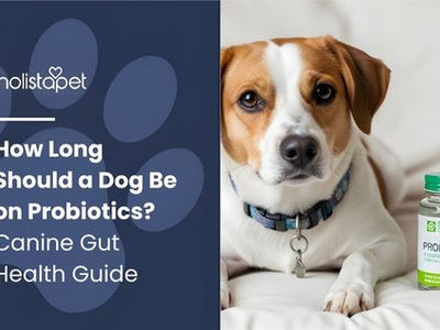 How Long Should a Dog Be on Probiotics? Canine Gut Health Guide
