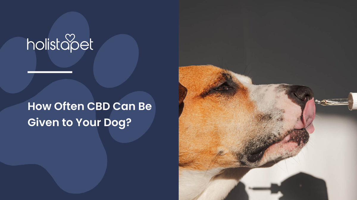 How Often CBD Can Be Given to Your Dog (featured blog image by Holistapet) shows a brown and white dog licking CBD oil from a dropper