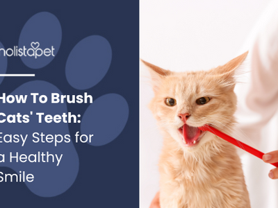 How To Brush Cats' Teeth: Easy Steps for a Healthy Smile