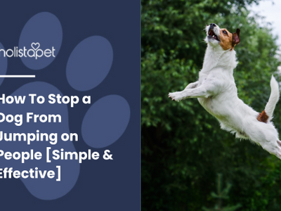 How To Stop a Dog From Jumping on People [Simple & Effective]
