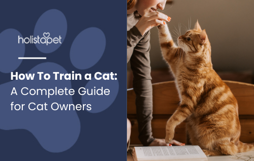 How To Train a Cat featured blog image by Holistapet. Shows a person training a ginger cat using treats as positive reinforcement.