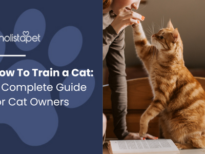 How To Train a Cat: The Most Effective Guide for Loving Owners
