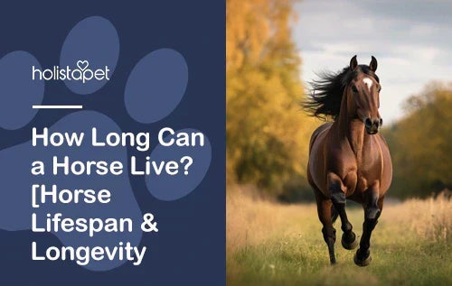 How Long Can a Horse Live? [Horse Lifespan & Longevity Tips]