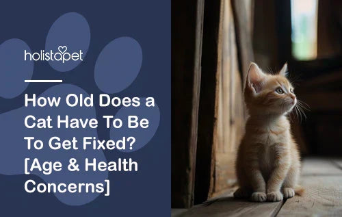 How Old Does a Cat Have To Be To Get Fixed? [Age & Health Concerns]
