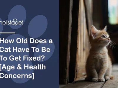 How Old Does a Cat Have To Be To Get Fixed? [Age & Health Concerns]
