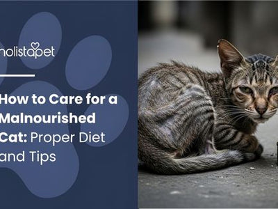 How to Care for a Malnourished Cat: Proper Diet and Tips