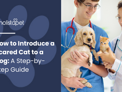 How to Introduce a Scared Cat to a Dog: A Step-by-Step Guide