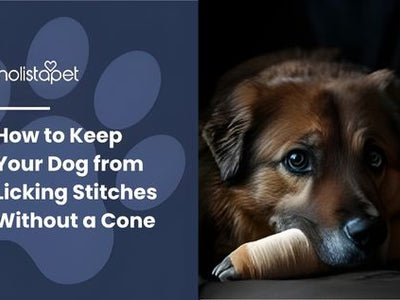 How to Keep Your Dog from Licking Stitches Without a Cone