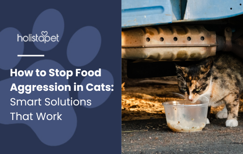 Food Aggression in Cats" featured blog image by Holistapet. Shows a cat eating from a plastic container under a vehicle, highlighting solitary and protective feeding behavior.
