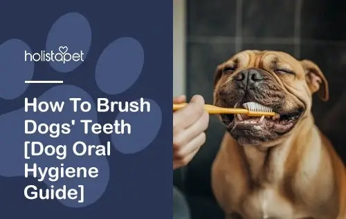 How To Brush Dogs' Teeth [Dog Oral Hygiene Guide]