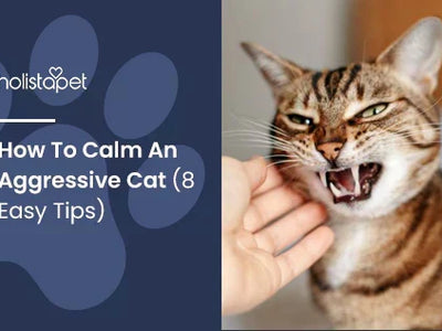 How To Calm An Aggressive Cat (6 Easy Tips)