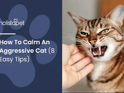 How To Calm An Aggressive Cat (6 Easy Tips)