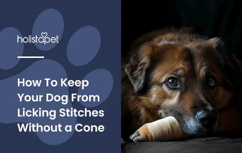 How To Keep Your Dog From Licking Stitches Without a Cone