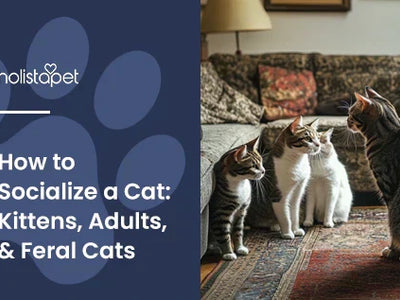 How to Socialize a Cat: Kittens, Adults, & Feral Cats