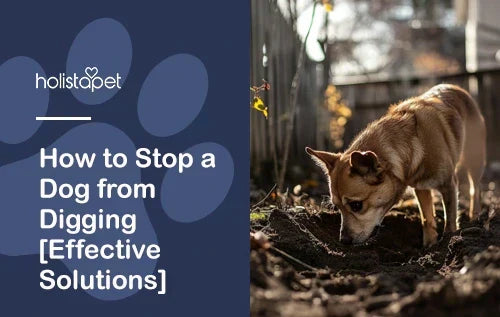How to Stop a Dog from Digging [Effective Solutions]