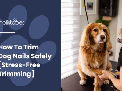 How To Trim Dog Nails Safely [Stress-Free Trimming]