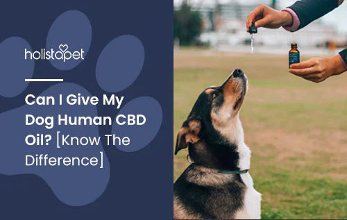 is Human CBD safe for dogs