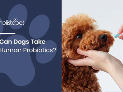 Can Dogs Take Human Probiotics?