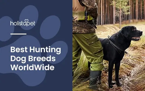 Holistapet featured image for "Hunting Dog Breeds" blog. Shows a hunter and his retriever hunting dog (black).