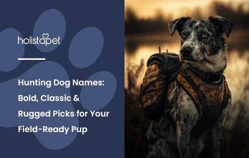 A hunting dog in an orange hunting vest outside with the title "Hunting dog names".