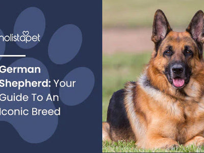 German Shepherd: Your Guide To An Iconic Breed