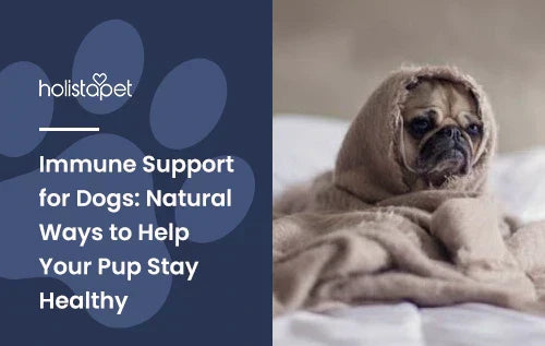 A pug wrapped up in a blanket on a white bed.