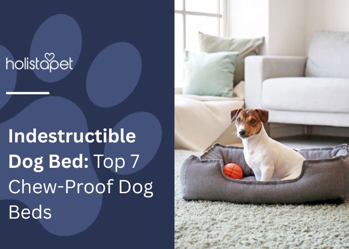 Indestructible Dog Bed: Top 7 Chew-Proof Dog Beds Feature image by Holistapet showing a small dog sitting in a gray dog bed with an orange ball, placed in a cozy living room setting.