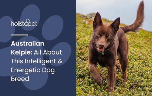 Australian Kelpie dog breed information