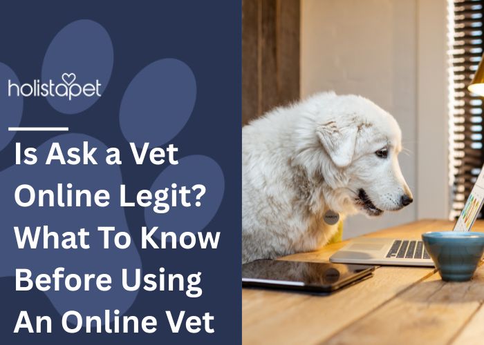 Is Ask a Vet Online Legit Featured Image by Holistapet